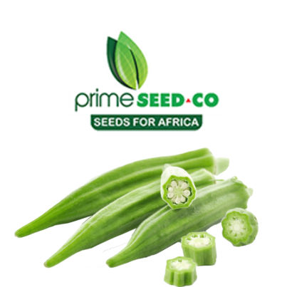 Okra Clemson Spineless