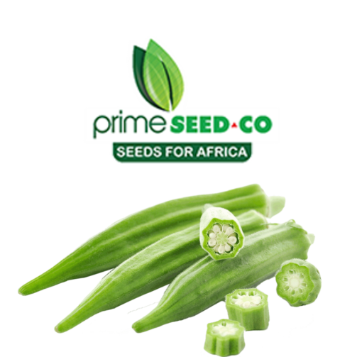 Okra Clemson Spineless