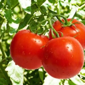 Vegetable Seeds
