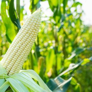 Maize Seed
